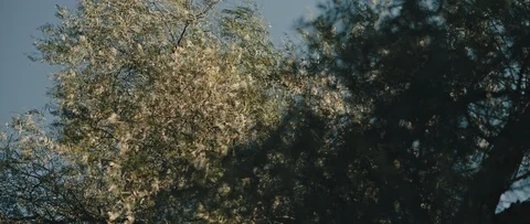 Ree branches blowing in the strong wind with blue sky in the background Stock Footage 126739110