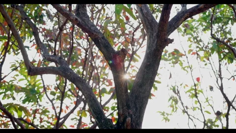 Ree Branches with Sunlight Filtering Through for Mindfulness &amp; Nature Therapy Stock Footage 327525137