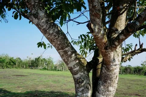 Ree objects Stock Photos