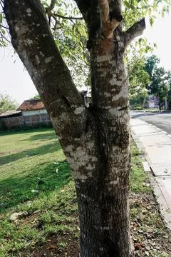 Ree objects Stock Photos