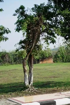 Ree objects Stock Photos