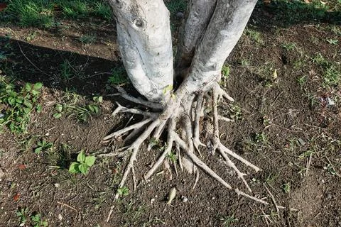 Ree objects Stock Photos