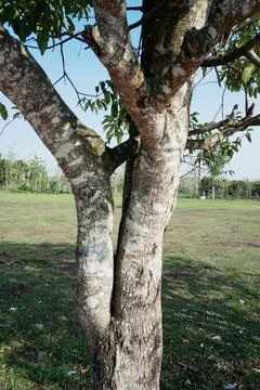 Ree objects Stock Photos