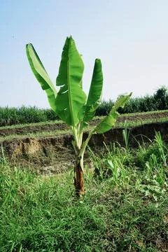 Ree objects Stock Photos