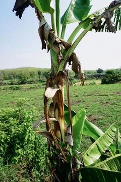 Ree objects Stock Photos