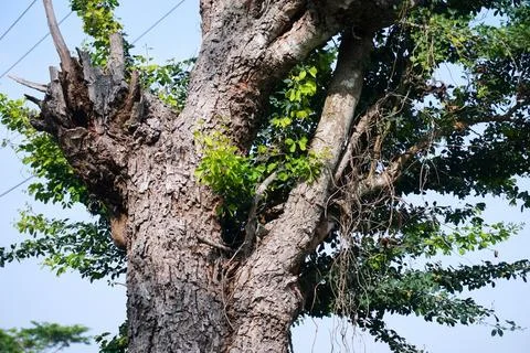 Ree objects Stock Photos