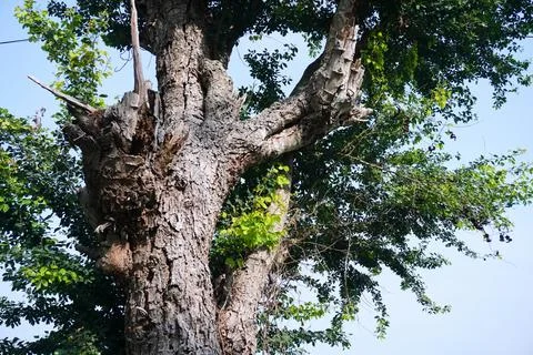 Ree objects Stock Photos