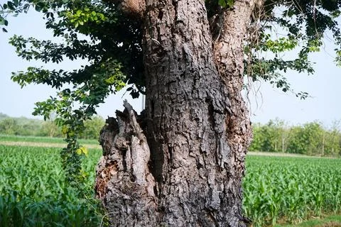 Ree objects Stock Photos