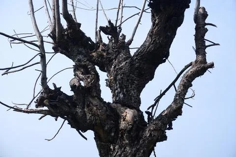 Ree objects Stock Photos