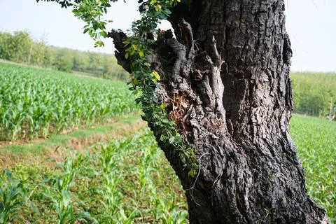 Ree objects Stock Photos