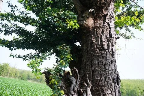 Ree objects Stock Photos