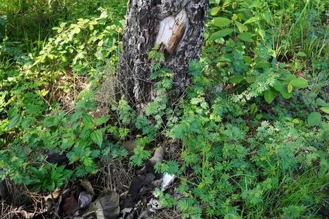 Ree objects Stock Photos