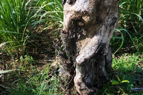 Ree objects Stock Photos