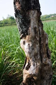 Ree objects Stock Photos