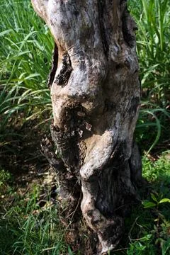 Ree objects Stock Photos