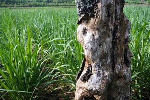 Ree objects Stock Photos