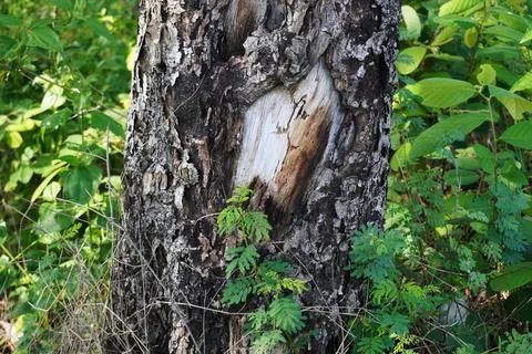 Ree objects Stock Photos