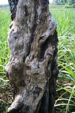 Ree objects Stock Photos