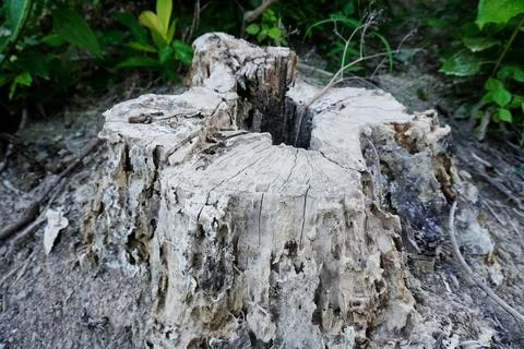 Ree objects Stock Photos