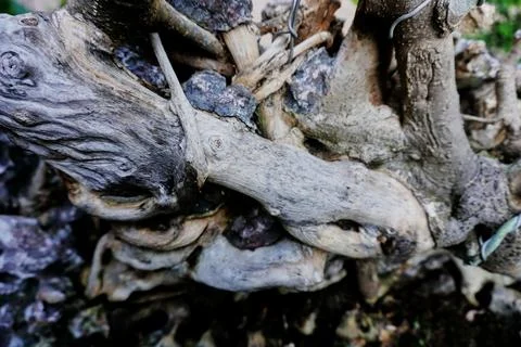 Ree objects Stock Photos