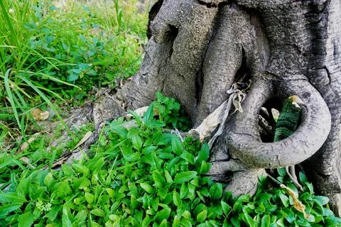 Ree objects Stock Photos