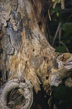 Ree objects Stock Photos