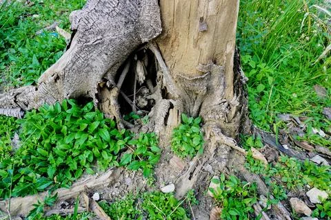 Ree objects Stock Photos