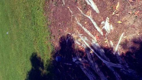 Ree roots spread over sunlit ground, casting shadows on dry soil. Scattered Stock Photos