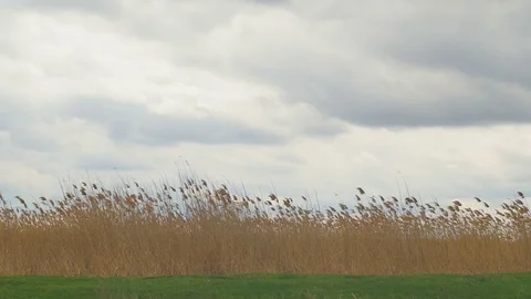 Reed against the background of a cloudy sky. Springtime Stock Footage 74693284