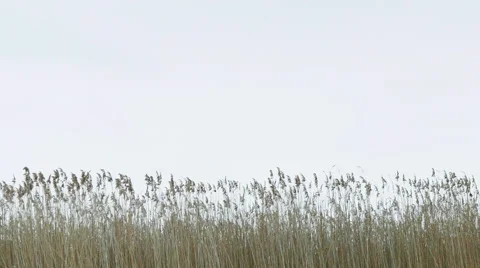Reed against the background of a white sky 動画素材 60650592