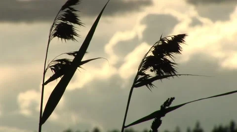 Reed against the gray sky Stock Footage 68945040