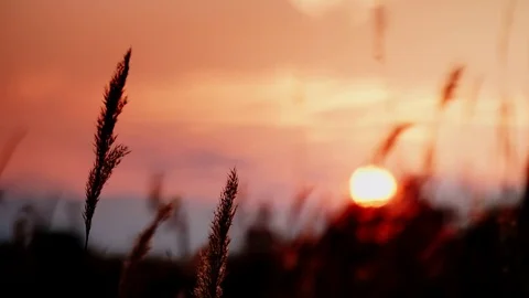 Reed against orange sunset sky Stock Footage 82593613