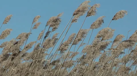 Reed against the sky Stock Footage 35337697