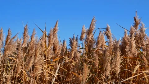 Reed against the sky Stock Footage 141568843