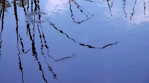 Reed and blue sky reflected in water Stock Footage 7752007