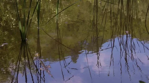 Reed and blue sky reflected in water Stock Footage 7758713