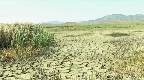 Reed and Desert 스톡 동영상 574338