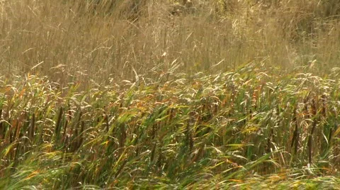 Reed and Desert 動画素材 584929