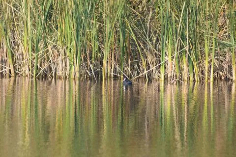 Reed and duck with reflection on rippled lake landscape view of Stock Photos