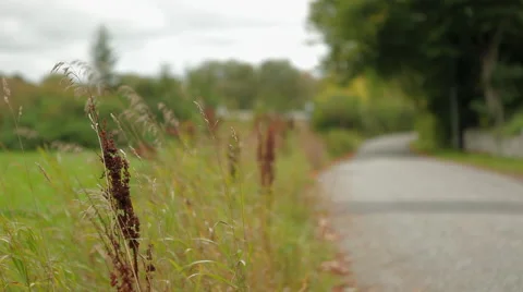 Reed and grass at the side of the road Stock Footage 41433611