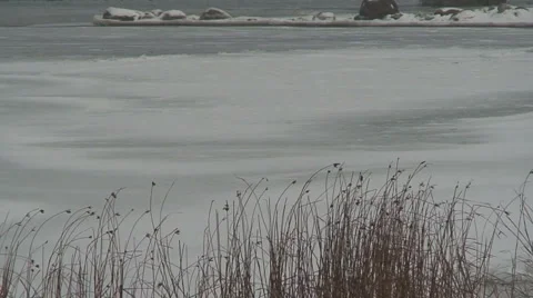 Reed and ice Vidéo 1013932