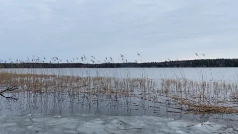 Reed and lake Stock Footage 253074836