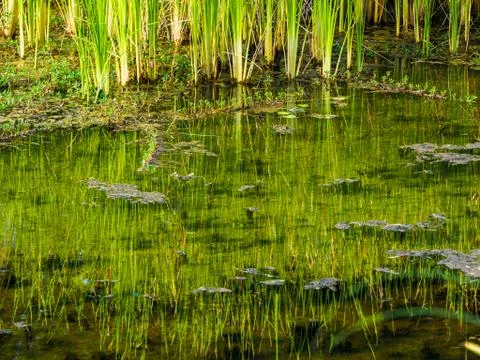 Reed and the reflection in water Foto stock