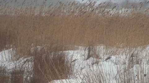Reed and snow Stock Footage 1013941
