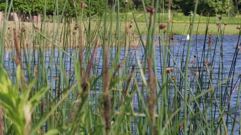 Reed and summer. Stock Footage 247738608