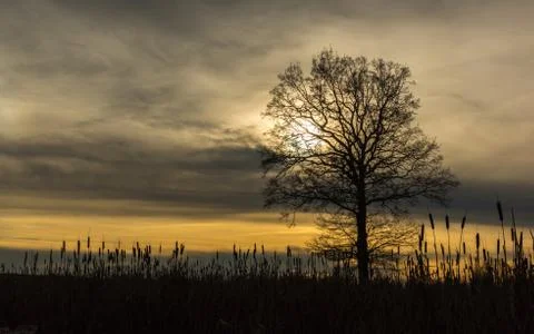 Reed and a tree with backlight Foto stock
