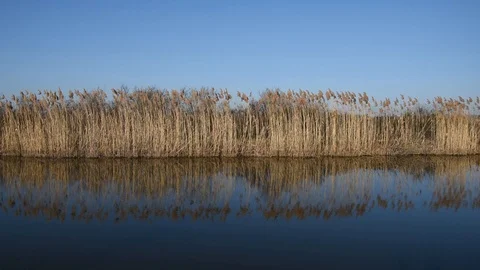 Reed and water Stock Footage 123486321
