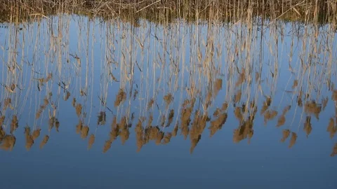 Reed and water Stock Footage 123592896