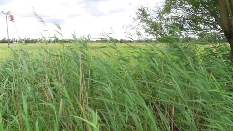 Reed and willow tree in the wind. Summer time. Havelland region in Germany. 스톡 동영상 136660817