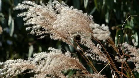 Reed in Autumn Stock Footage